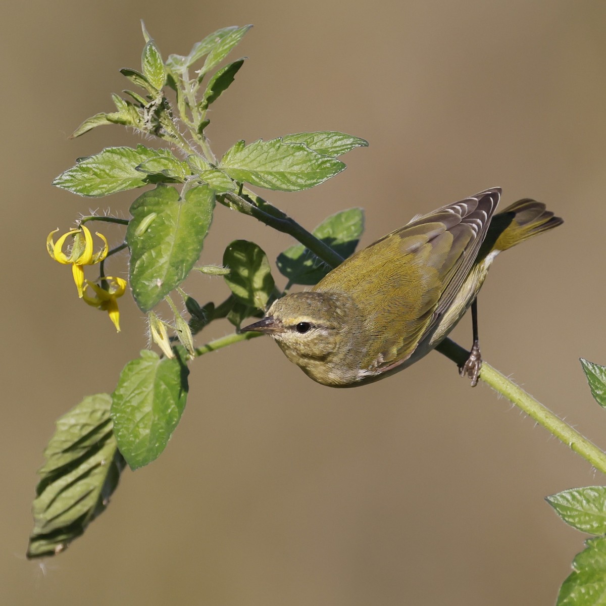 Tennessee Warbler - ML642805788