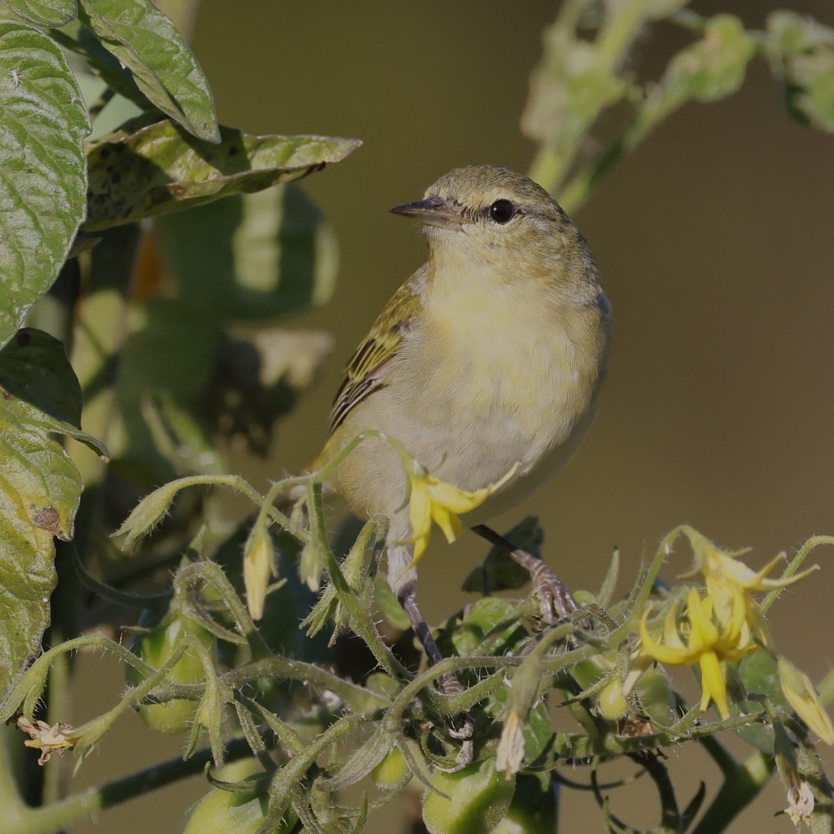 Tennessee Warbler - ML642805789