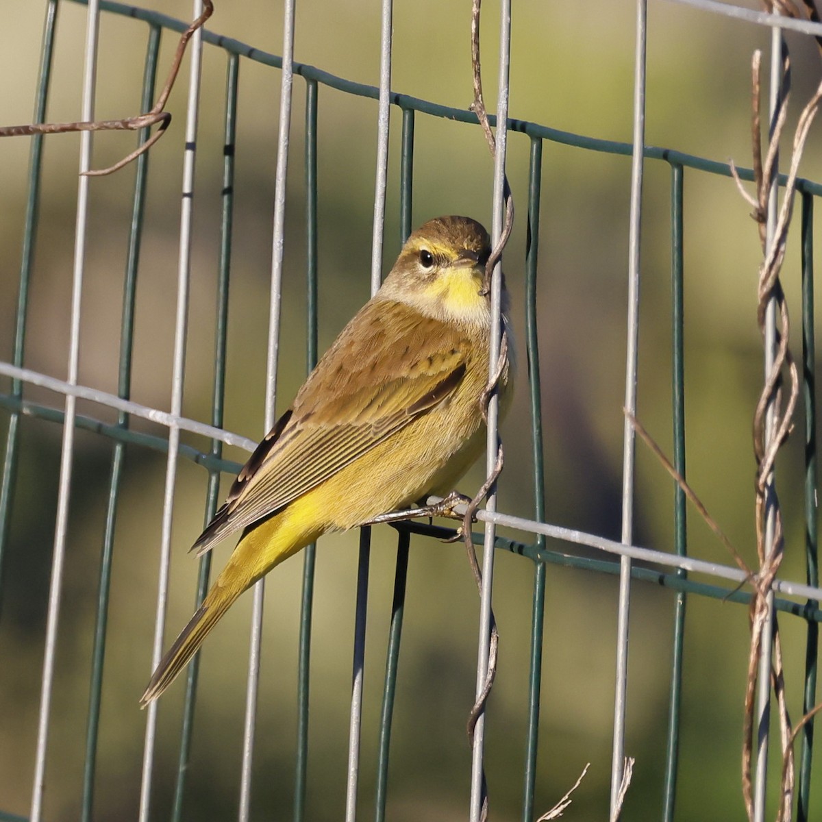 Palm Warbler - ML642805801