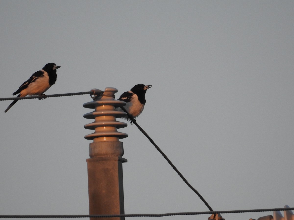 Pied Butcherbird - ML642805803