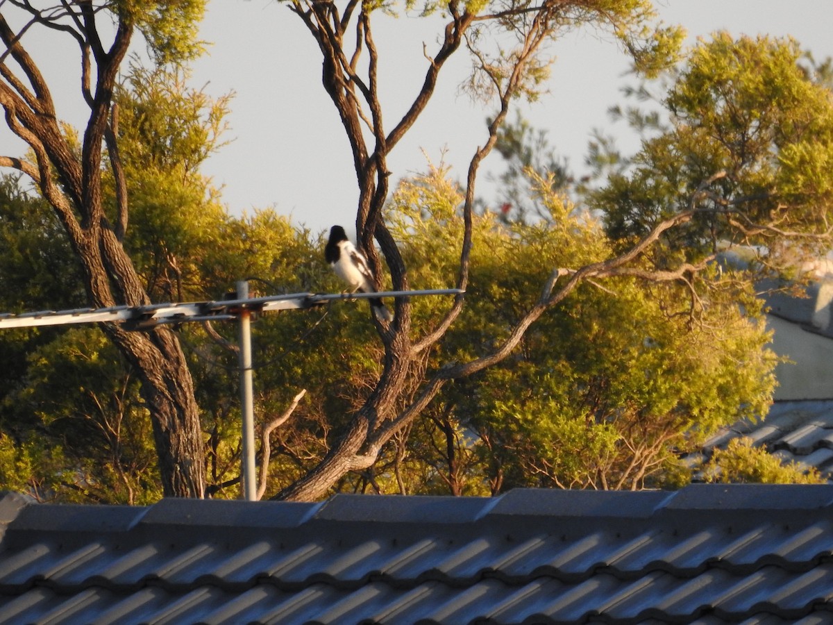 Pied Butcherbird - ML642805804
