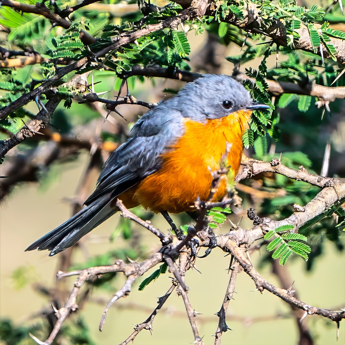 Silverbird - ML642805809