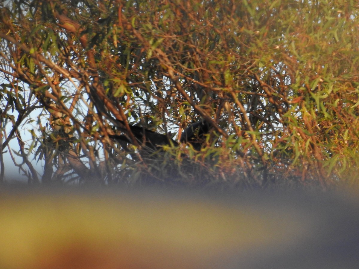 Torresian Crow - ML642805825