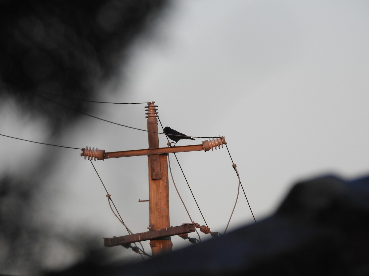 Torresian Crow - ML642805832