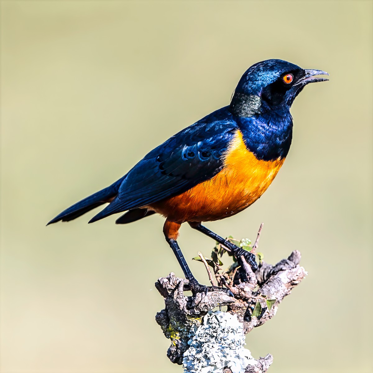 Hildebrandt's Starling - ML642805836