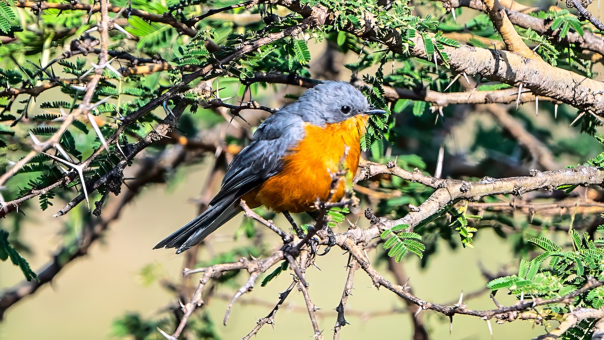 Silverbird - ML642805840