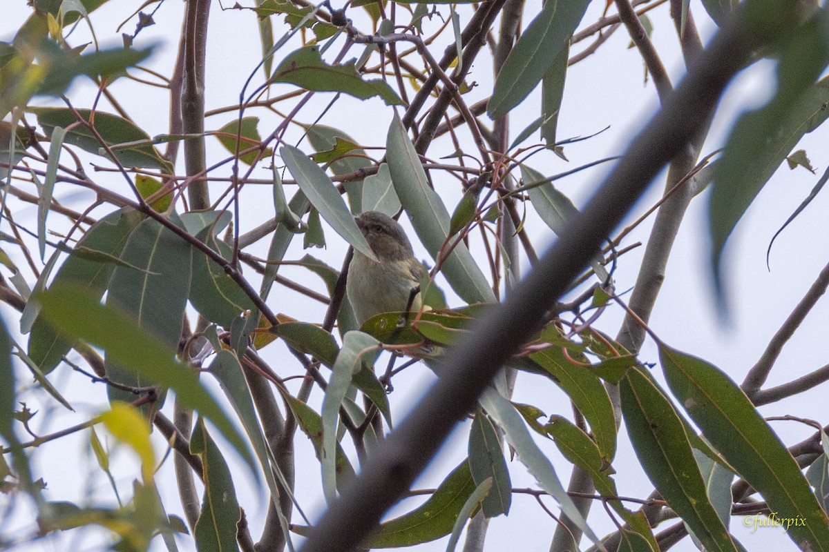 Weebill - ML642805854