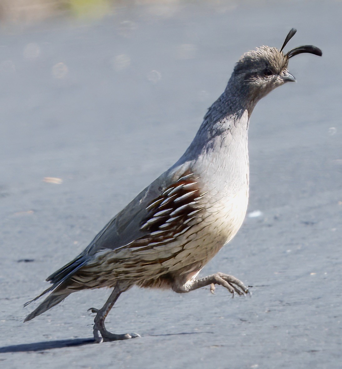 Gambel's Quail - ML642805856