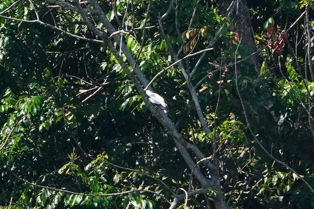 Torresian Imperial-Pigeon - ML642805857