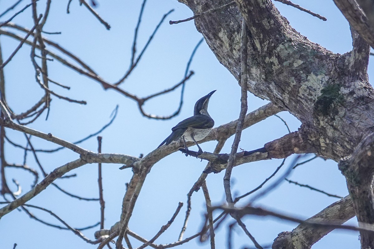Varied Honeyeater - ML642805865