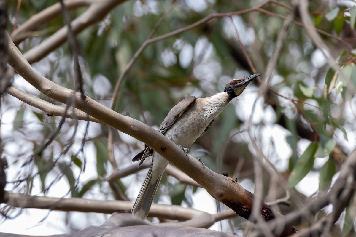 Noisy Friarbird - ML642805866