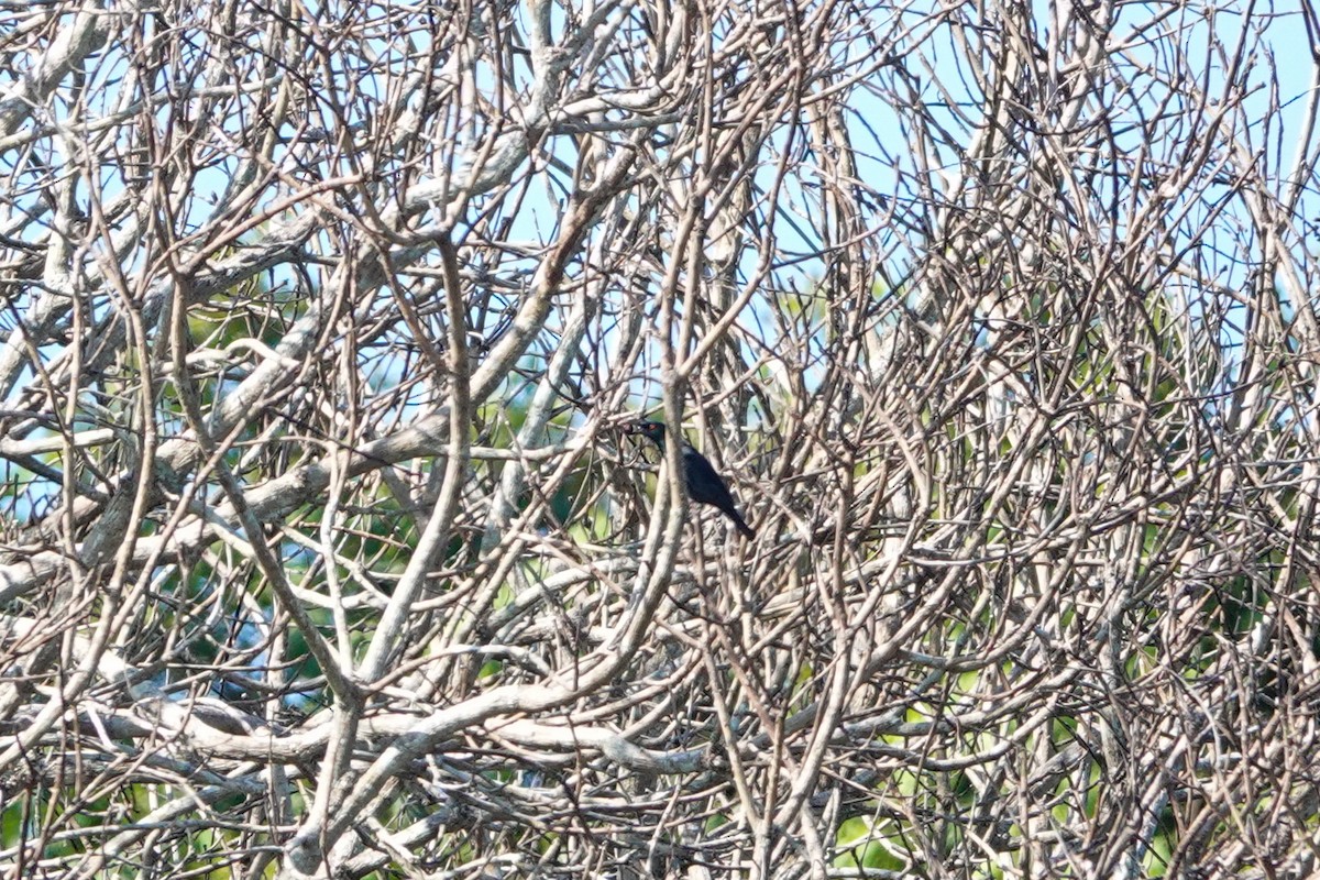 Metallic Starling - ML642805872