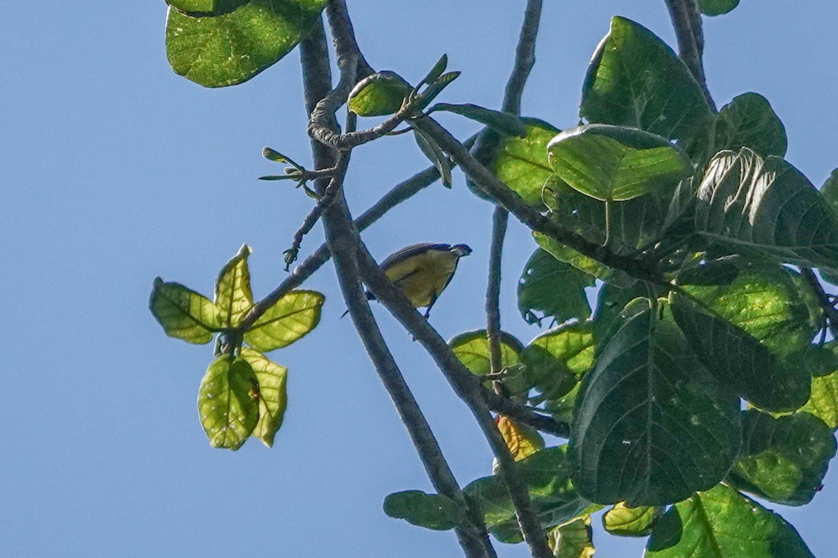 Sahul Sunbird - ML642805873