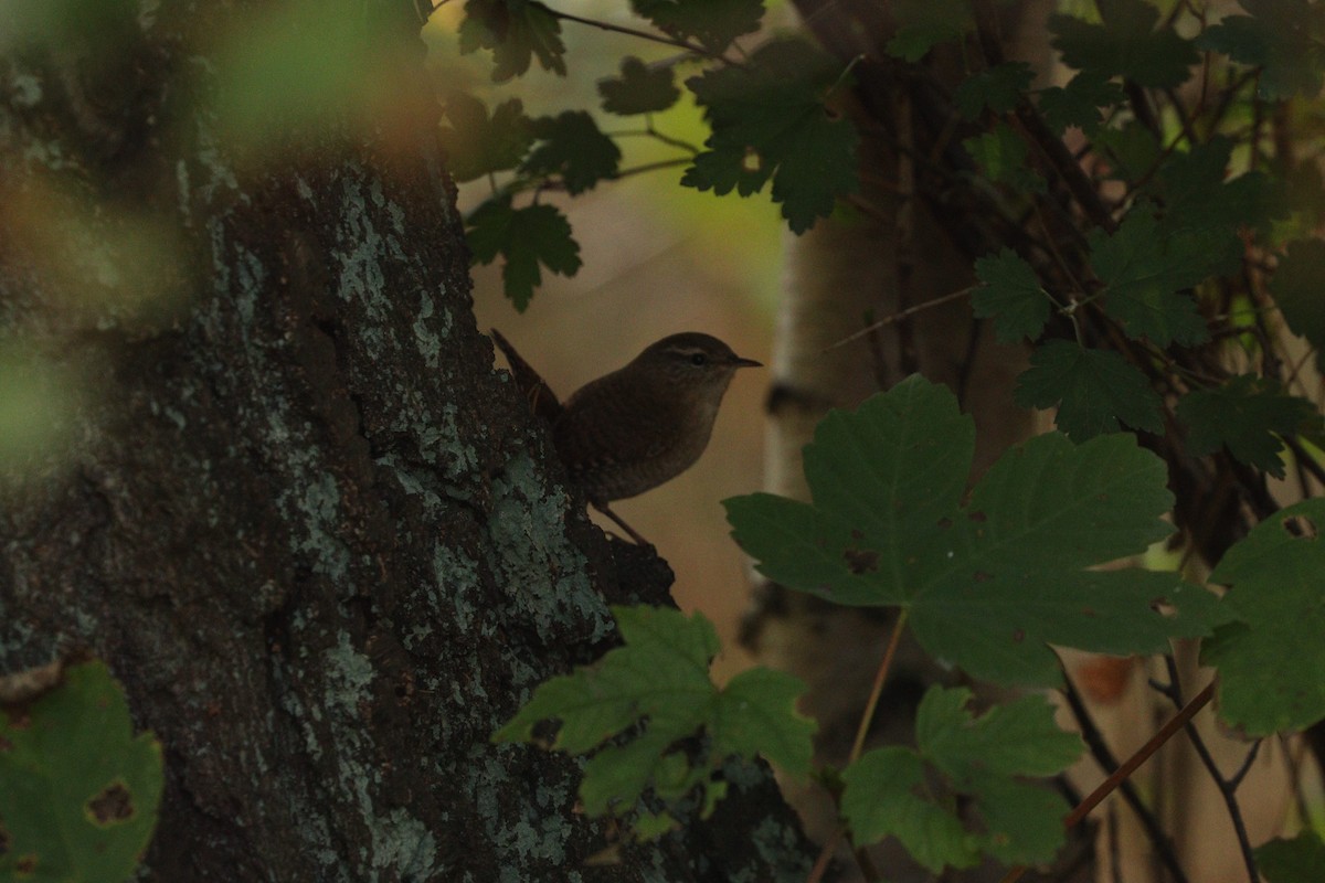 Eurasian Wren - ML642805883