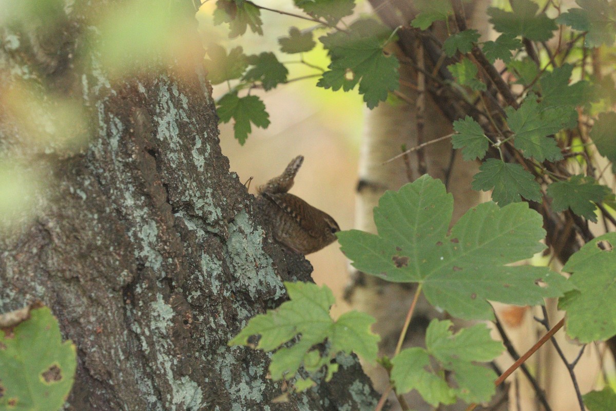 Eurasian Wren - ML642805886