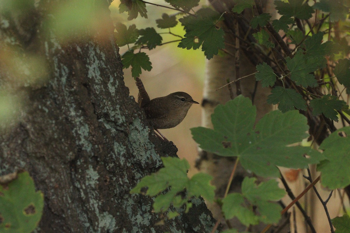 Eurasian Wren - ML642805887