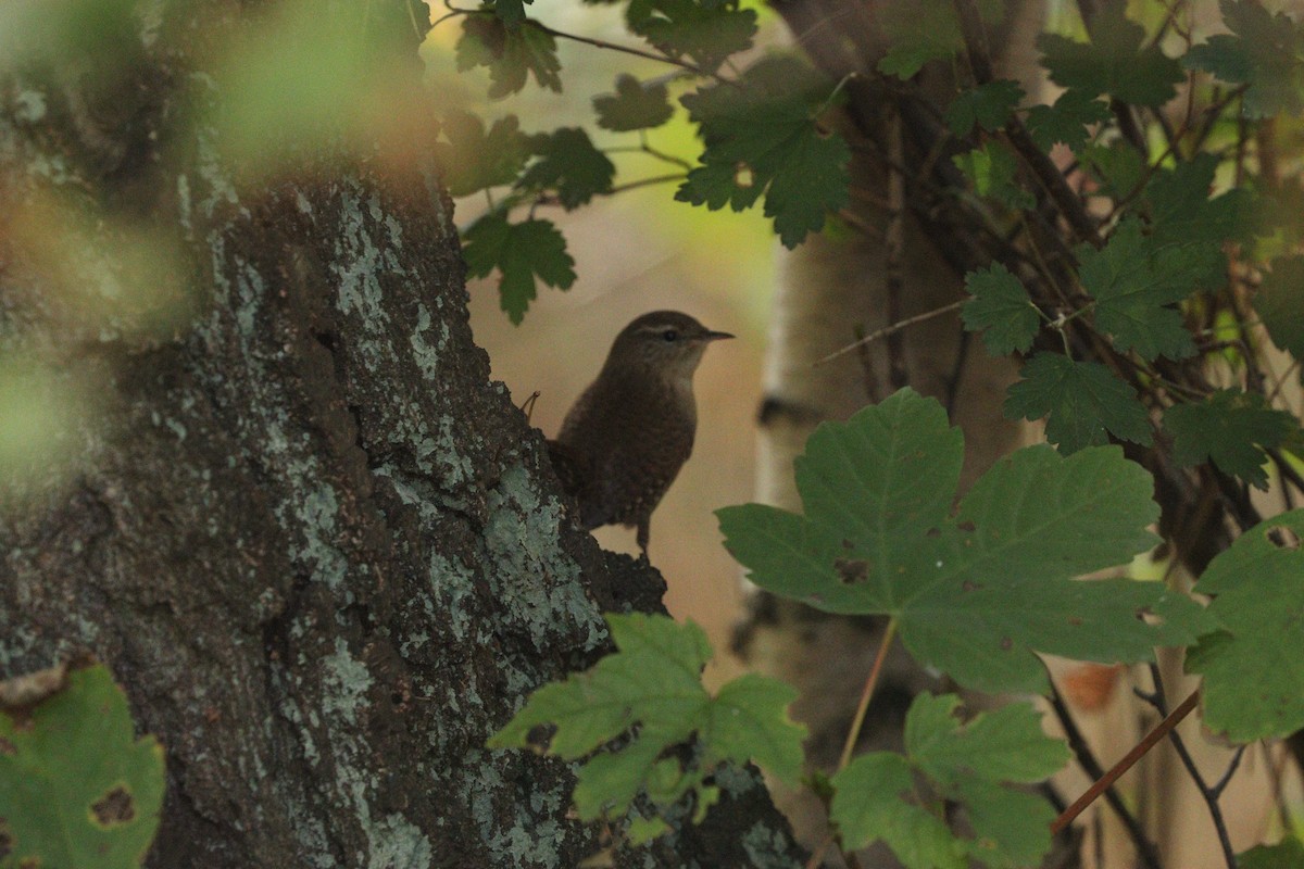 Eurasian Wren - ML642805889