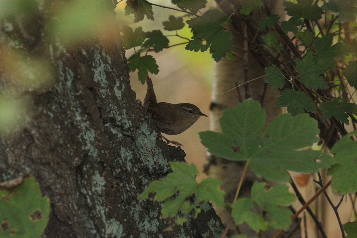 Eurasian Wren - ML642805891