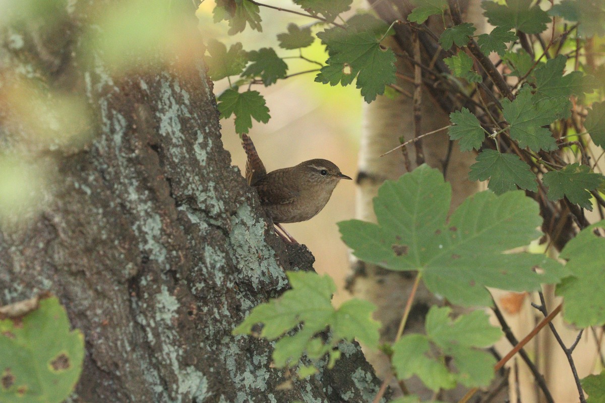 Eurasian Wren - ML642805892