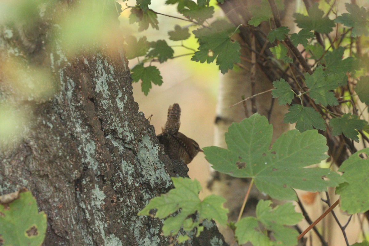 Eurasian Wren - ML642805893