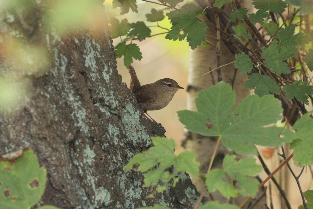 Eurasian Wren - ML642805894