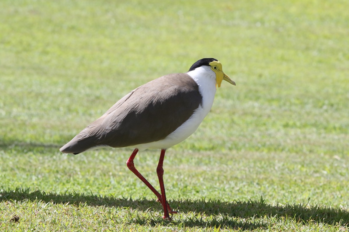 Masked Lapwing - ML642805907