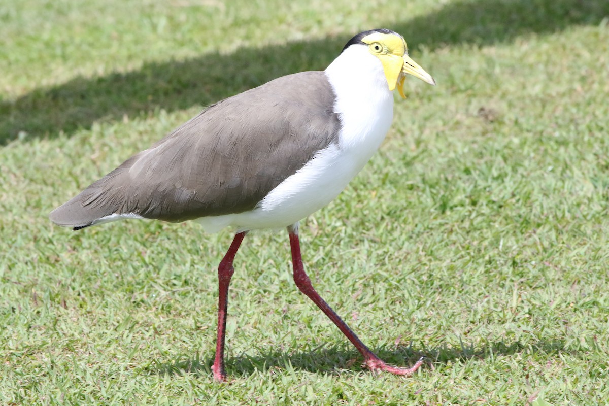 Masked Lapwing - ML642805913