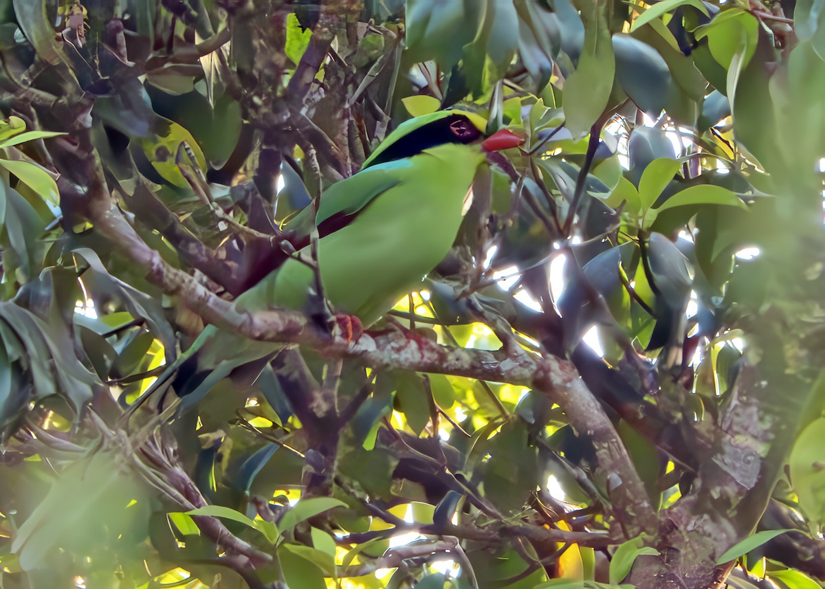 Pirolle verte - ML642805914