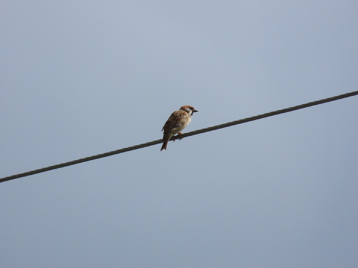 Eurasian Tree Sparrow - ML642805916