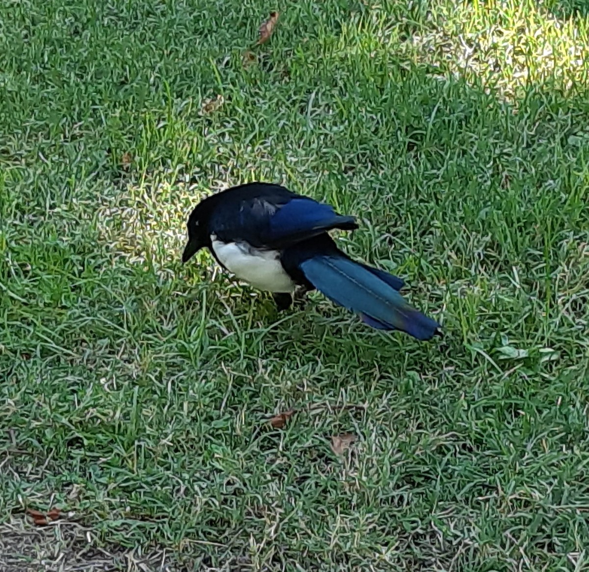 Eurasian Magpie - ML642805918