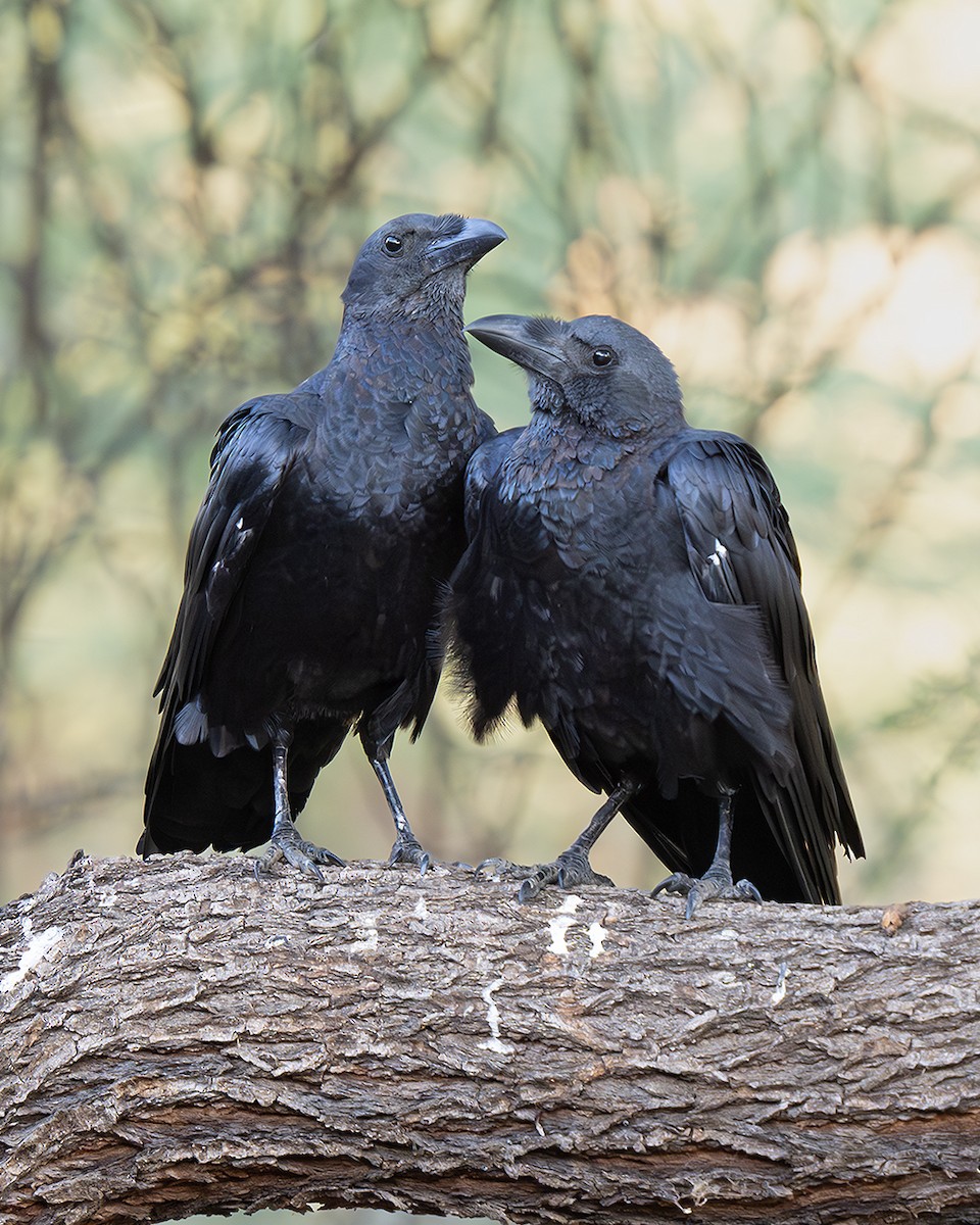 Fan-tailed Raven - ML642805919