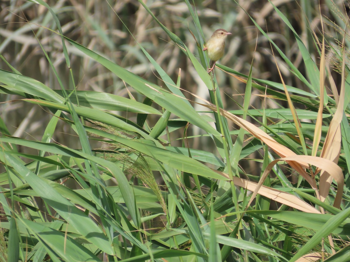 Prinia Sencilla - ML642805928