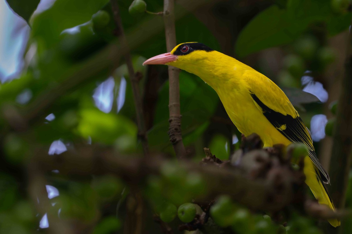 Black-naped Oriole - ML642805929