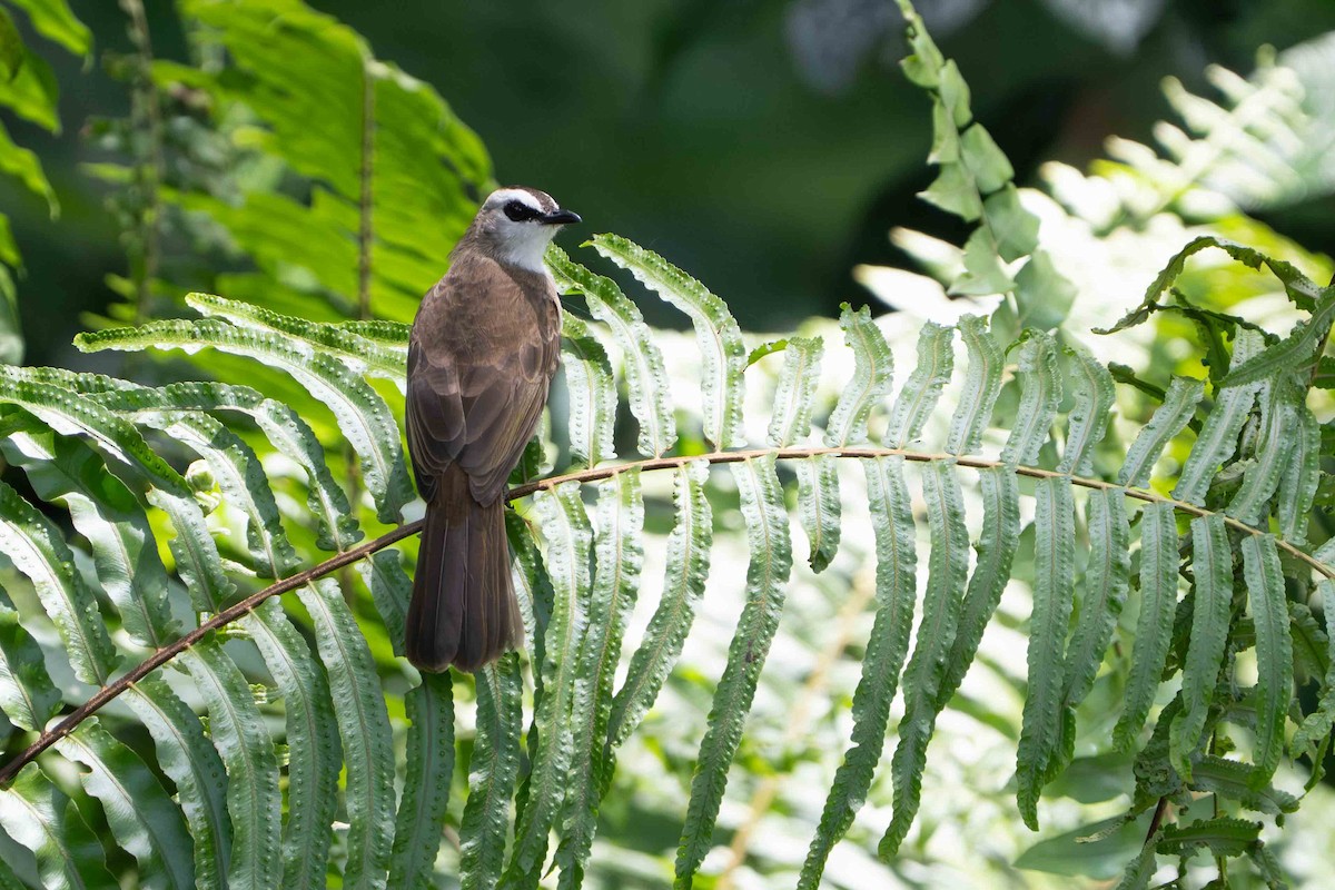 Yellow-vented Bulbul - ML642805931