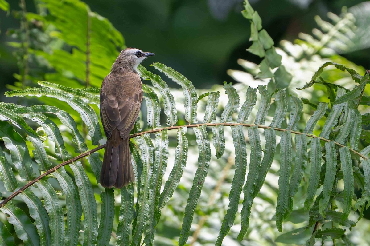 Yellow-vented Bulbul - ML642805932