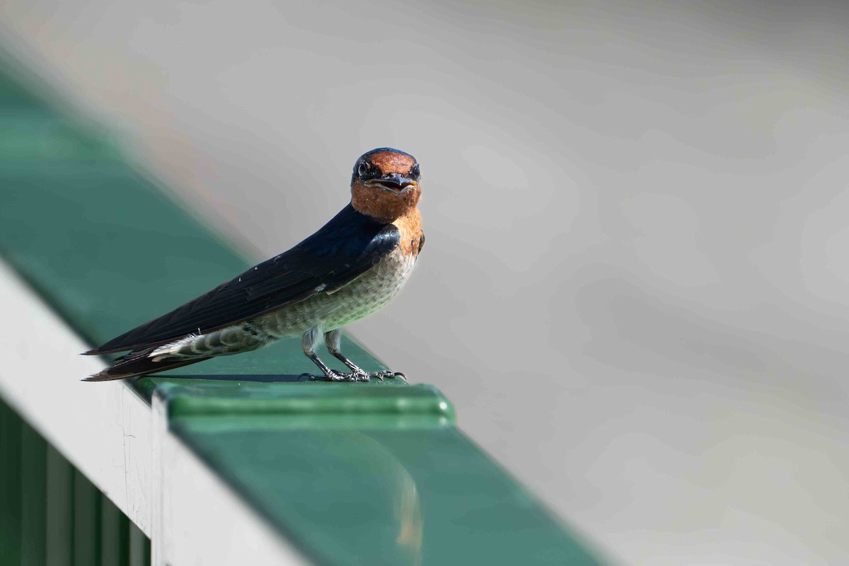 Pacific Swallow - ML642805952