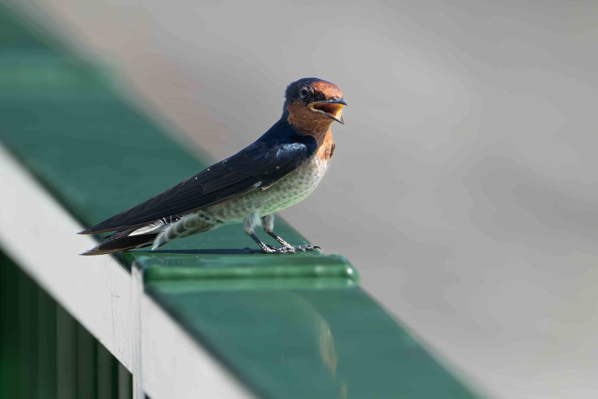 Pacific Swallow - ML642805953