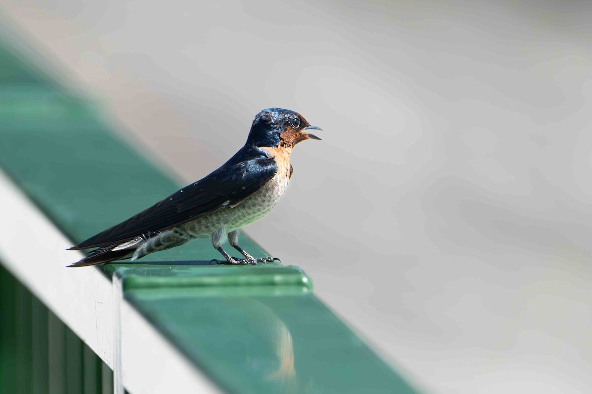 Pacific Swallow - ML642805954