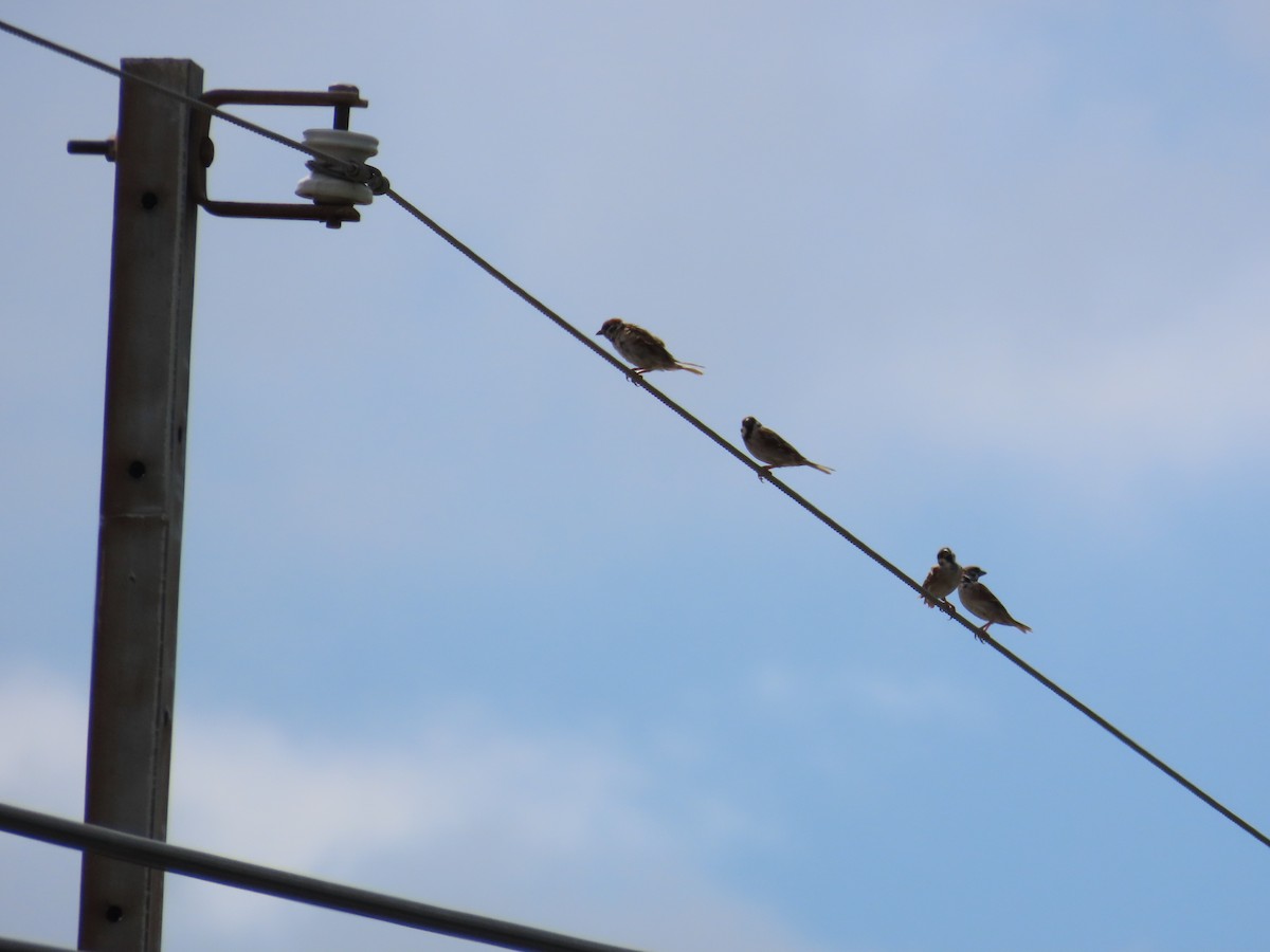 Eurasian Tree Sparrow - ML642805955