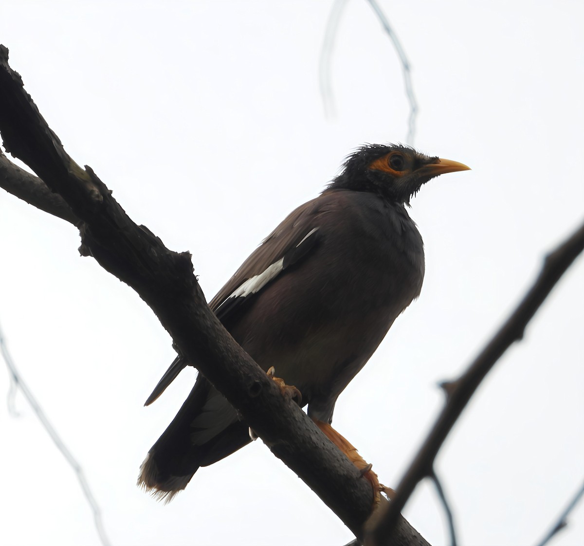 Common Myna - ML642805956