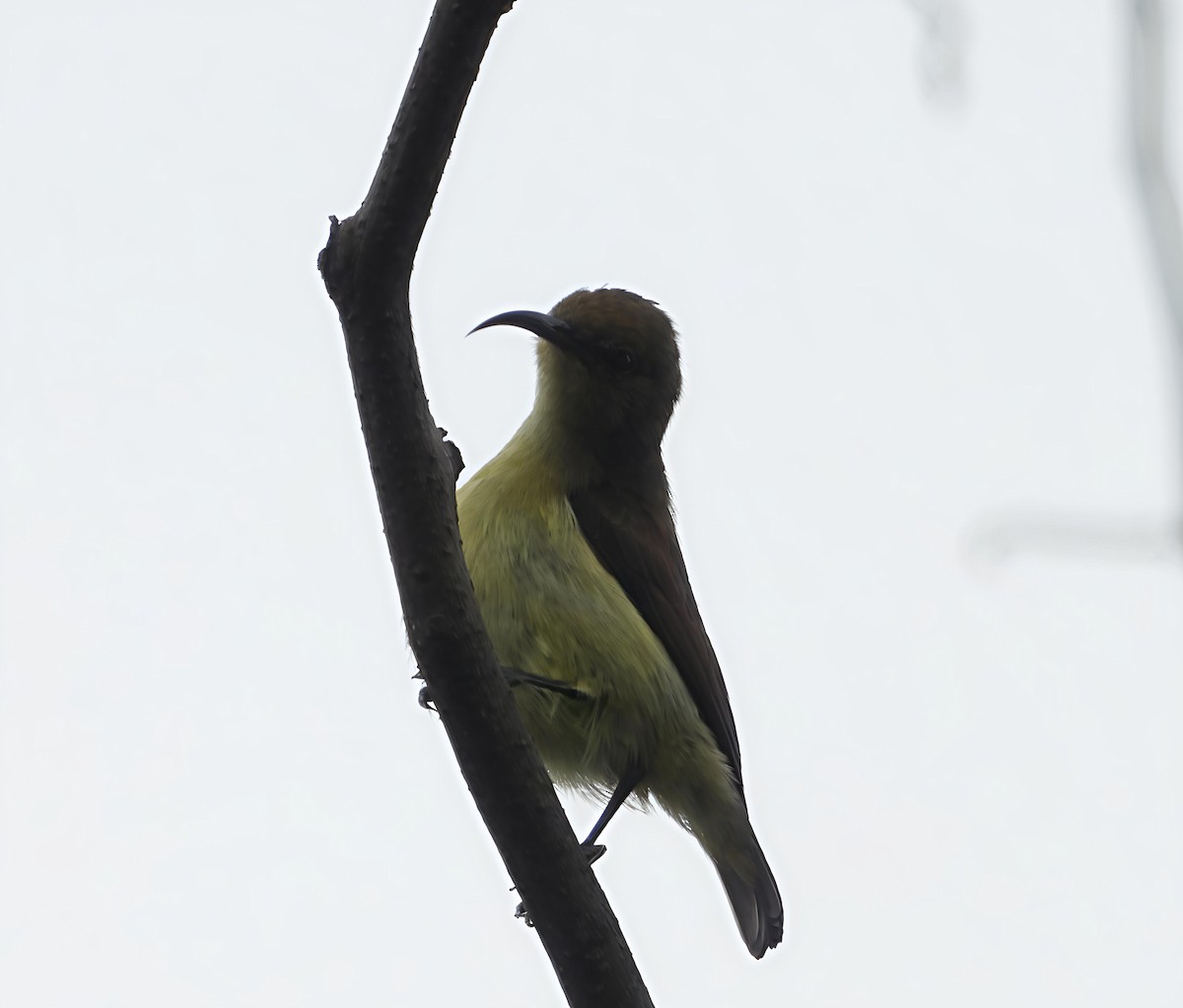 Purple-rumped Sunbird - ML642805963