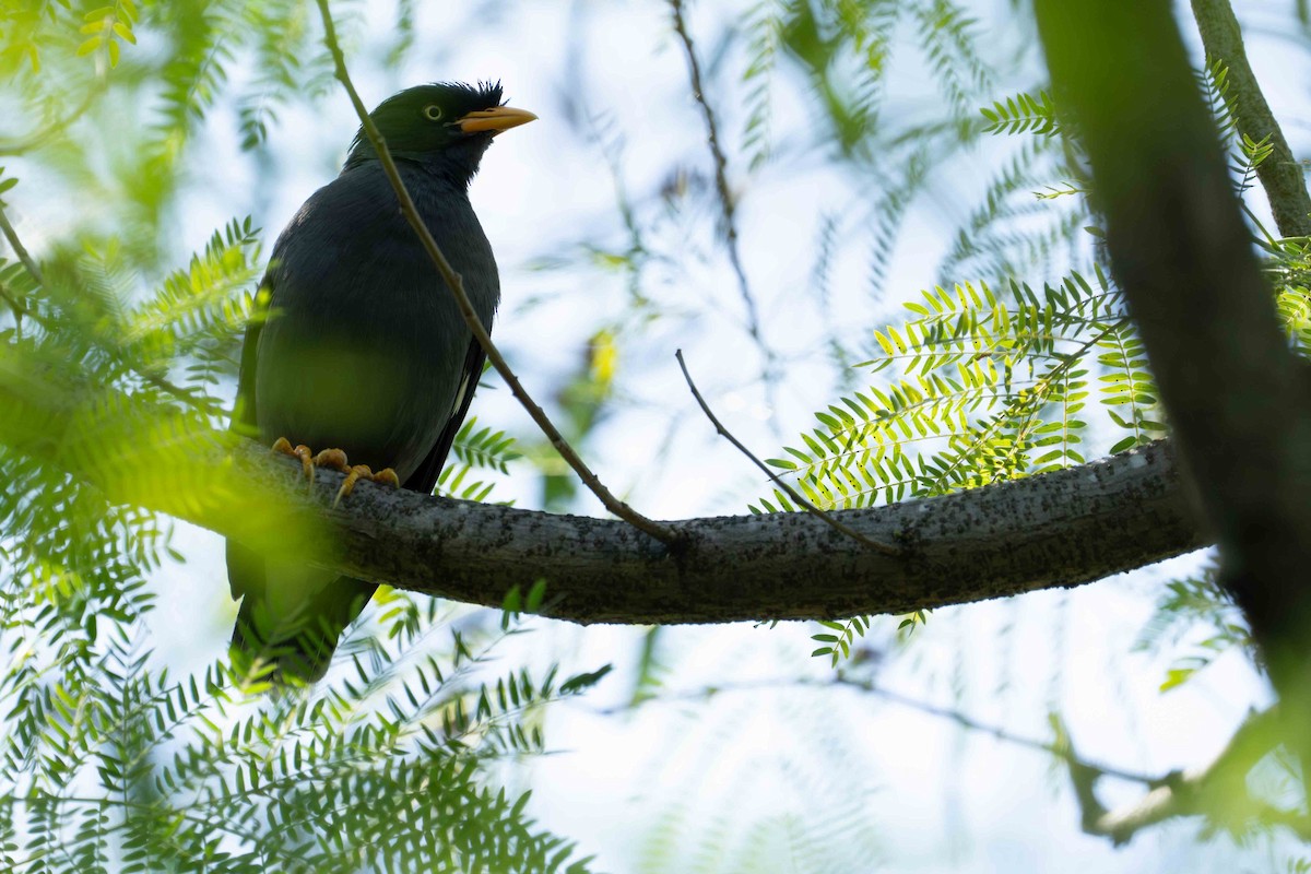 Javan Myna - ML642805972