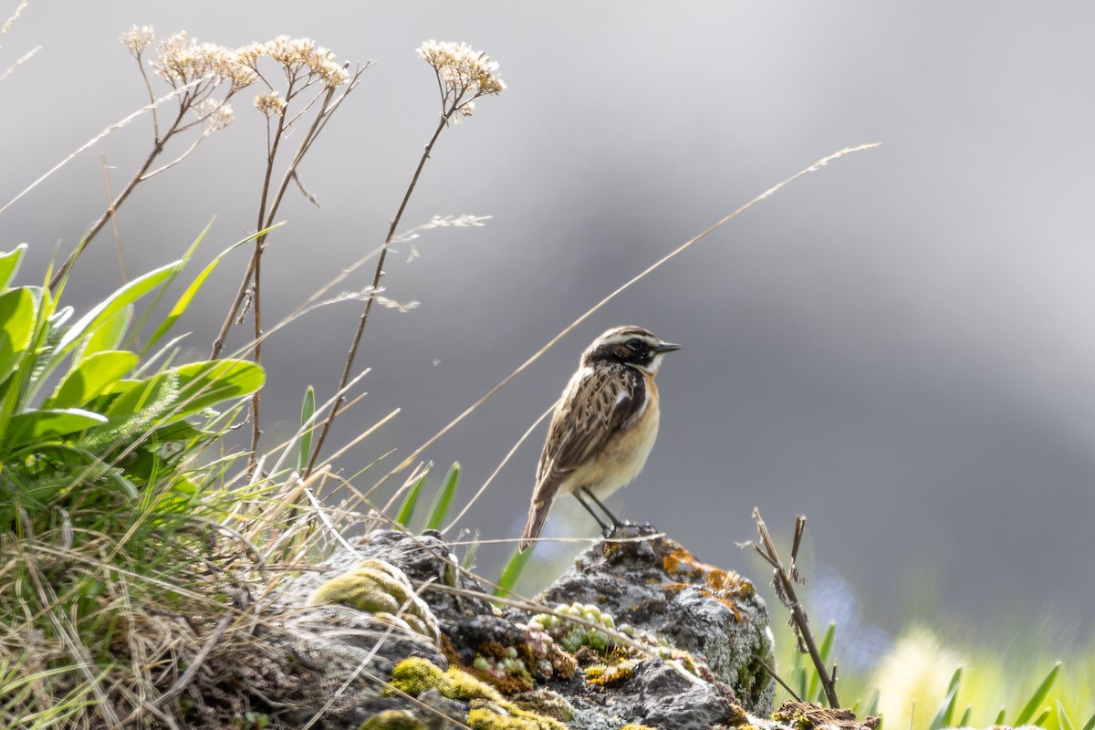 Whinchat - ML642805977
