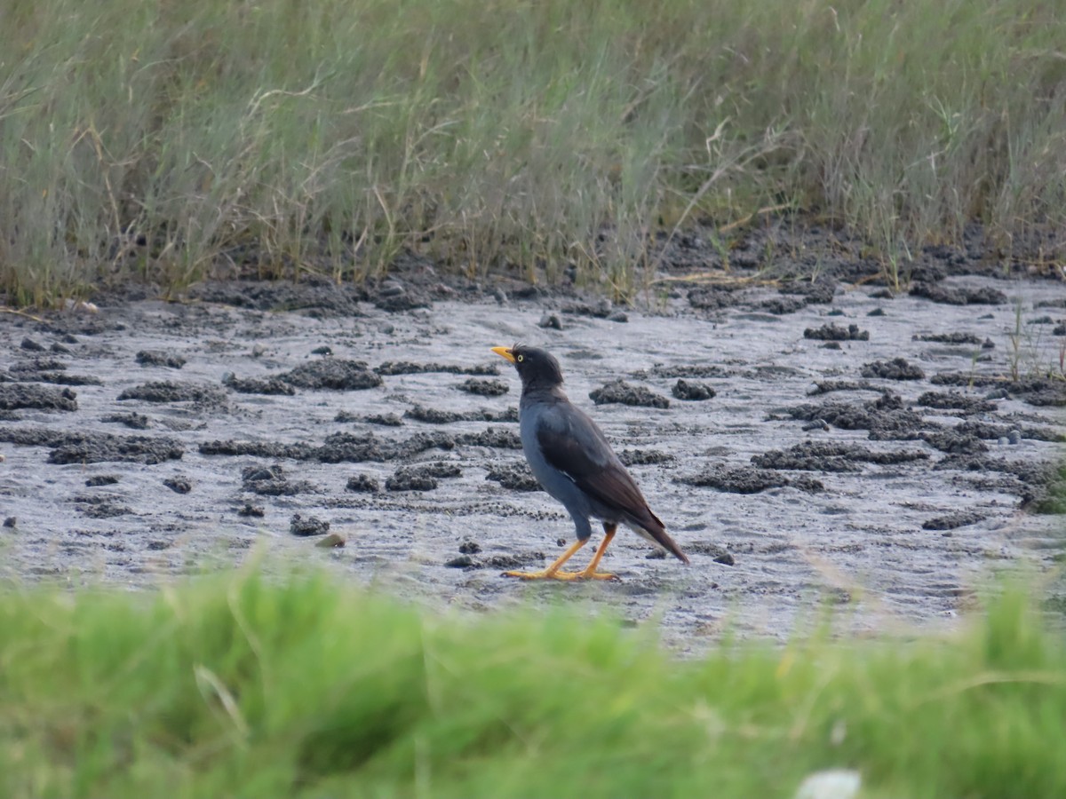 Javan Myna - ML642805991