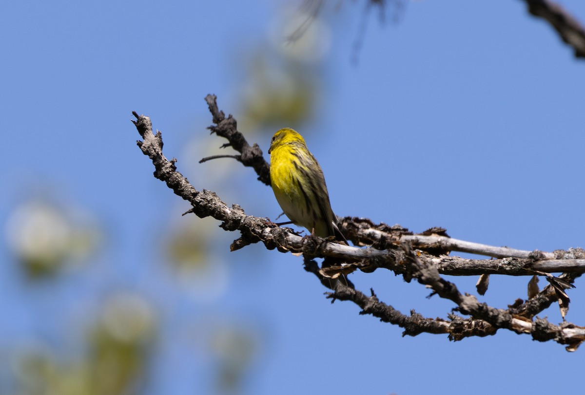 European Serin - ML642805993