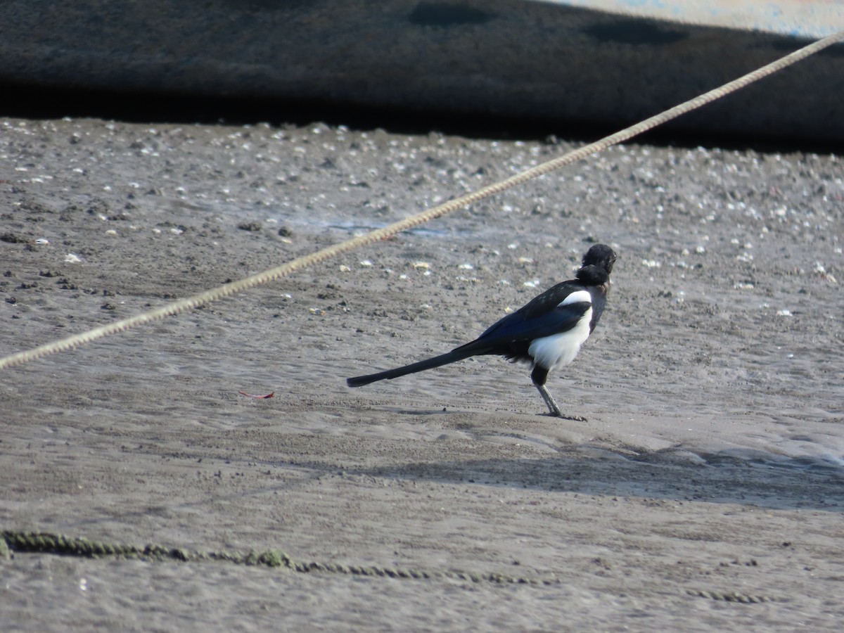Oriental Magpie - ML642806007