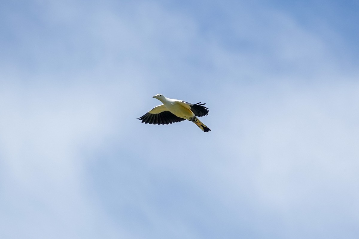 Torresian Imperial-Pigeon - ML642806008