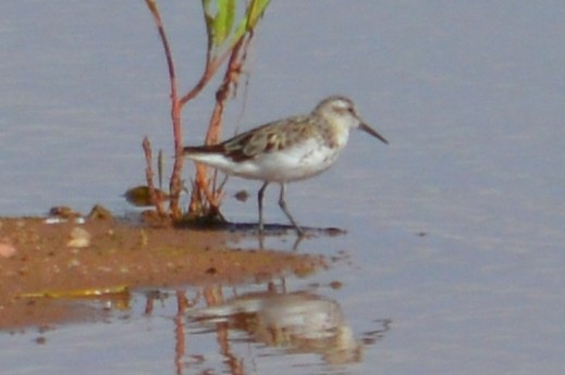 Western Sandpiper - Nick Worth