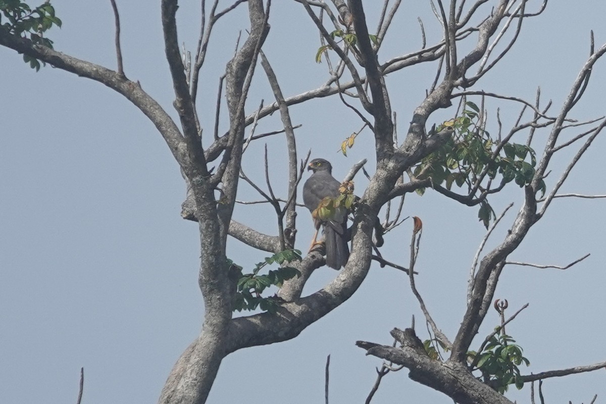 Variable Goshawk - ML642806011
