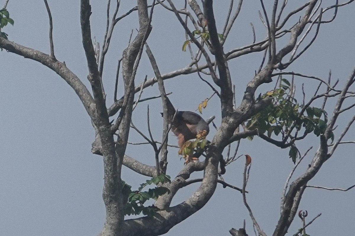 Variable Goshawk - ML642806012